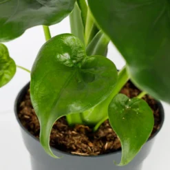 Alocasia - 17cm -The Green Bulbs Sales 12940424 7485054817396609