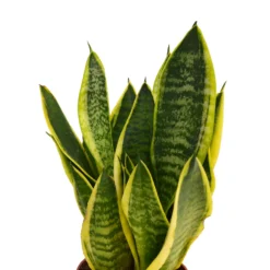 The Green Bulbs Sales -The Green Bulbs Sales 12940491 1995053505785872