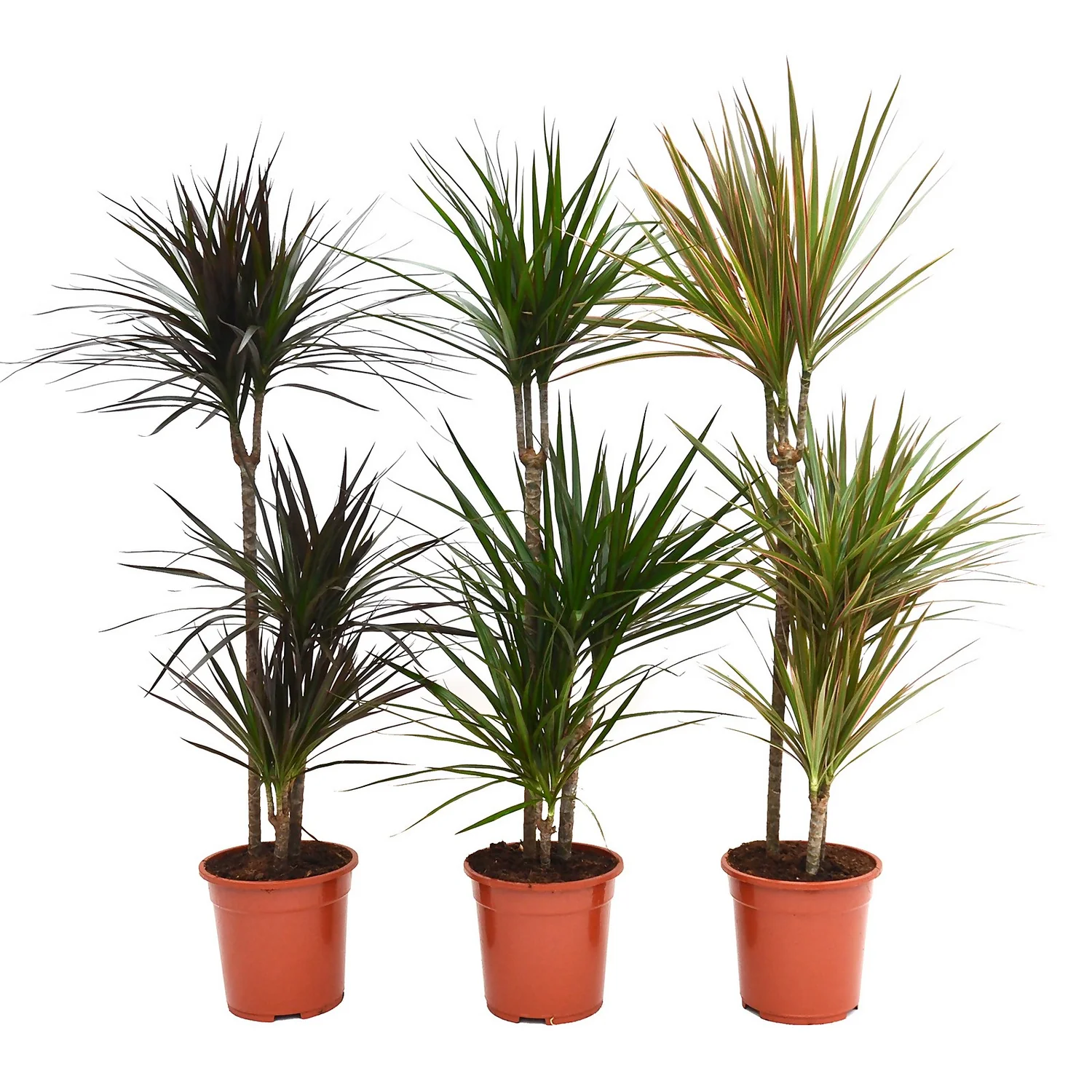 None Dracaena Marginata Mix (Dragon Tree) 60 -30 -15 - Pot Size 21cm 2 None Dracaena Marginata Mix (Dragon Tree) 60 -30 -15 - Pot Size 21cm - Image 2