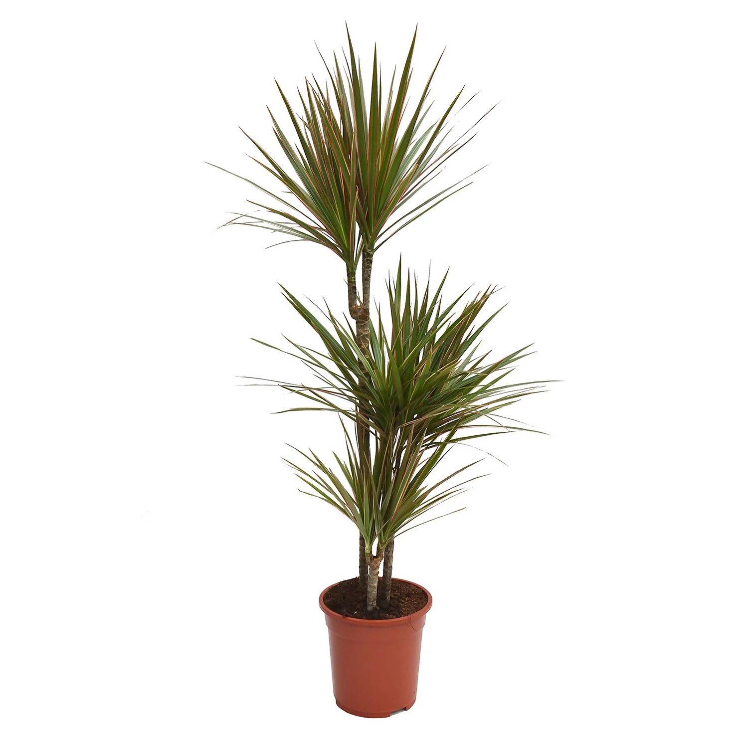 None Dracaena Marginata Mix (Dragon Tree) 60 -30 -15 - Pot Size 21cm 1 None Dracaena Marginata Mix (Dragon Tree) 60 -30 -15 - Pot Size 21cm