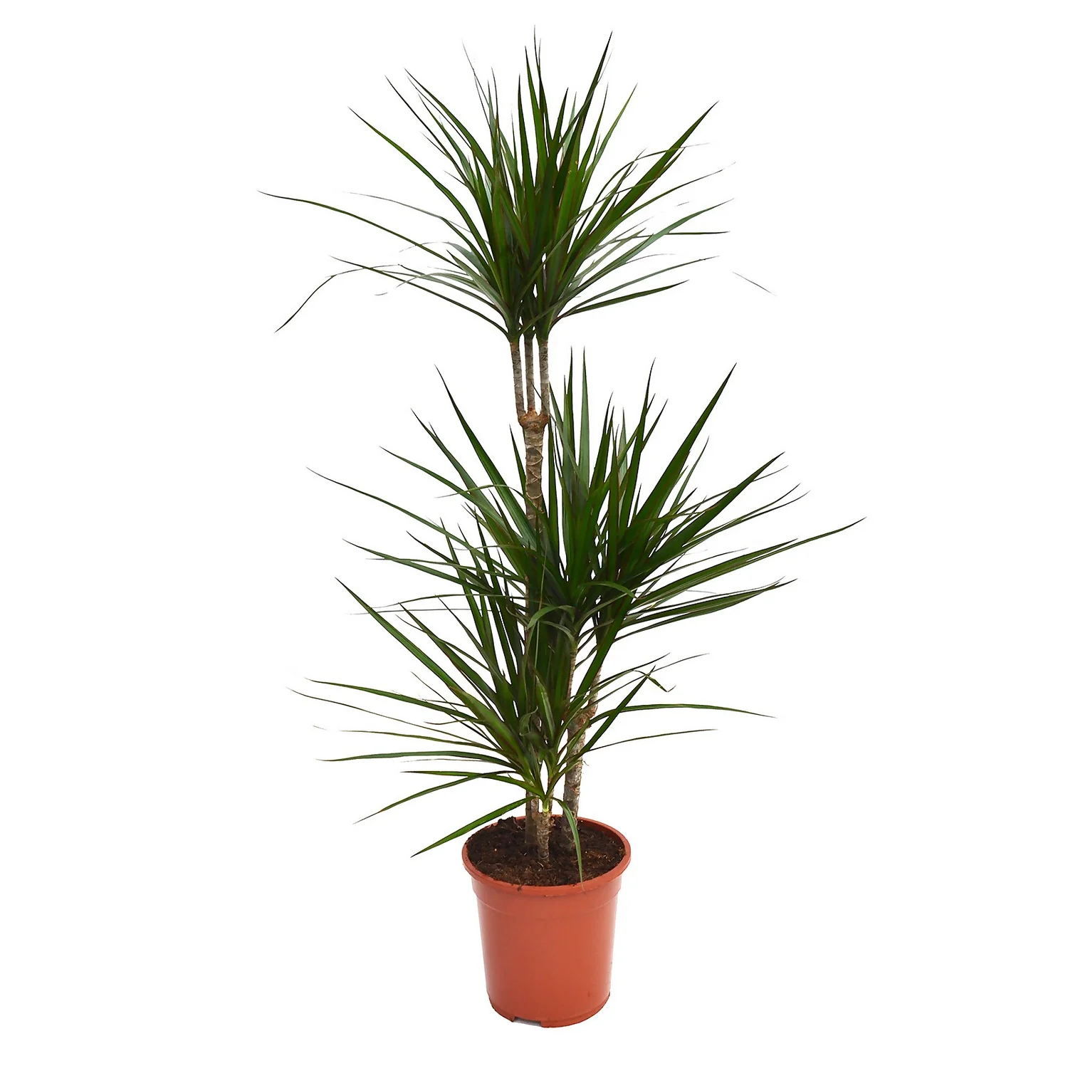 None Dracaena Marginata Mix (Dragon Tree) 60 -30 -15 - Pot Size 21cm 3 None Dracaena Marginata Mix (Dragon Tree) 60 -30 -15 - Pot Size 21cm - Image 3