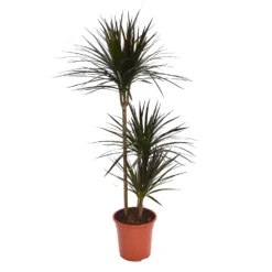 None Dracaena Marginata Mix (Dragon Tree) 60 -30 -15 - Pot Size 21cm 7 None Dracaena Marginata Mix (Dragon Tree) 60 -30 -15 - Pot Size 21cm -The Green Bulbs Sales 12955981 9554930929272688