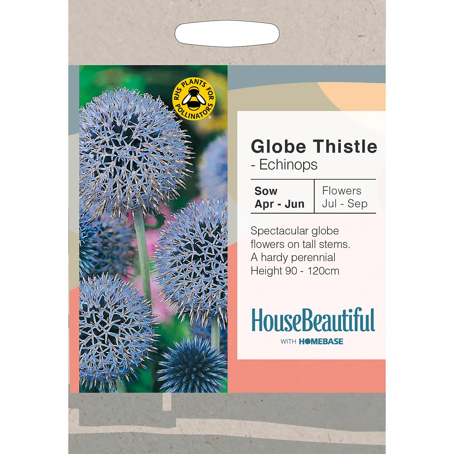 House Beautiful Echinops Globe Thistle Seeds 1 House Beautiful Echinops Globe Thistle Seeds