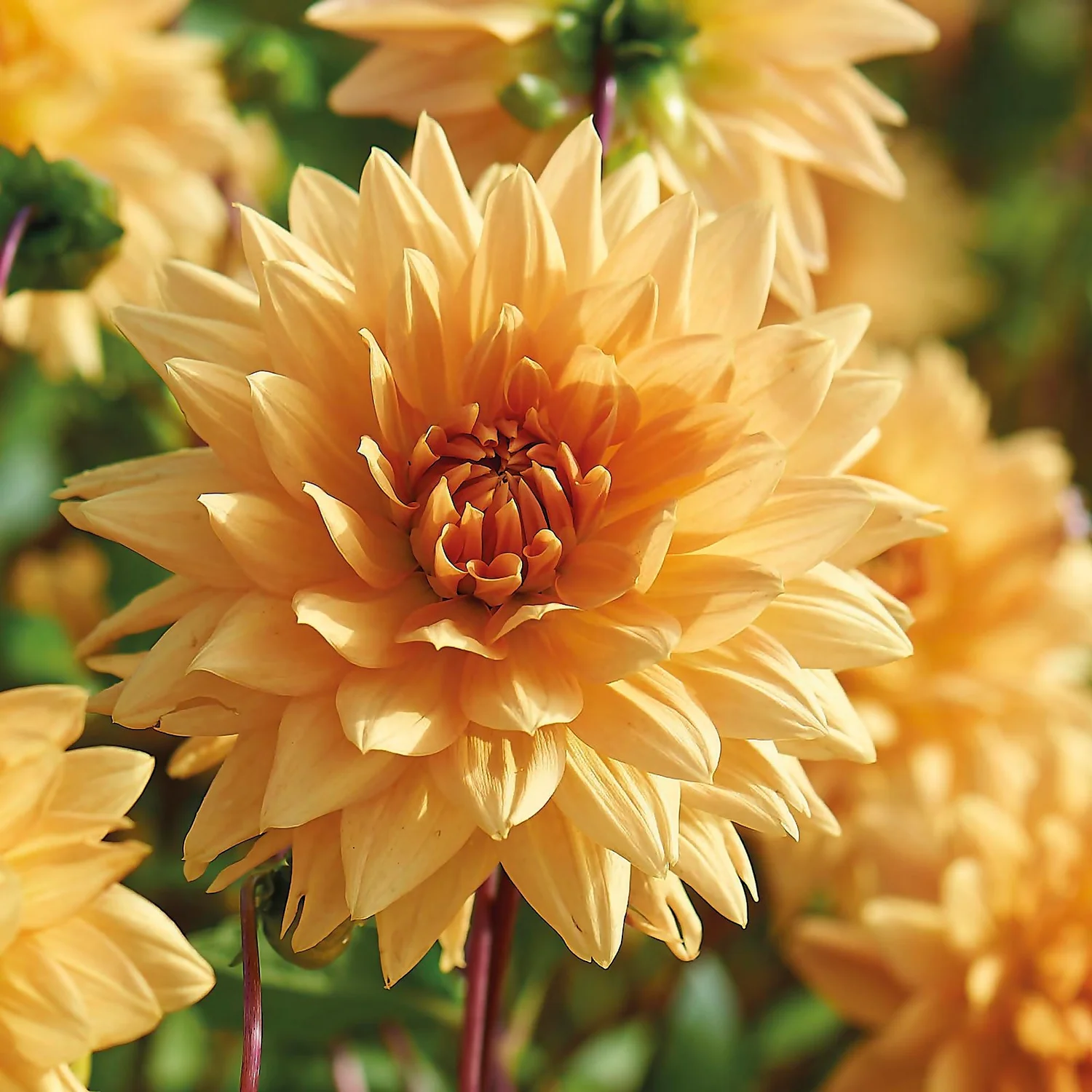None Decorative Dahlia Noordwijks Glorie Flower Bulbs 3 None Decorative Dahlia Noordwijks Glorie Flower Bulbs - Image 3