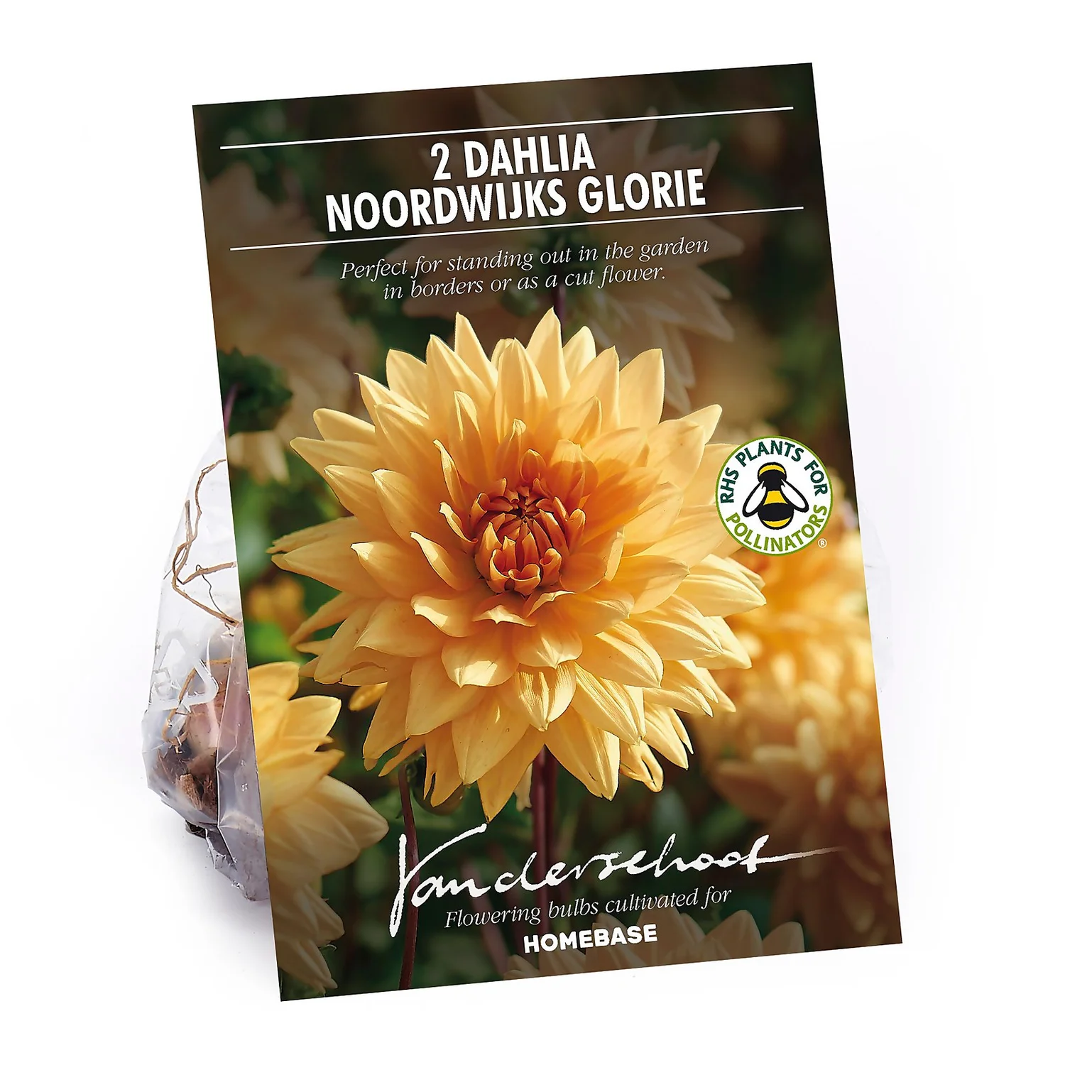 None Decorative Dahlia Noordwijks Glorie Flower Bulbs 1 None Decorative Dahlia Noordwijks Glorie Flower Bulbs