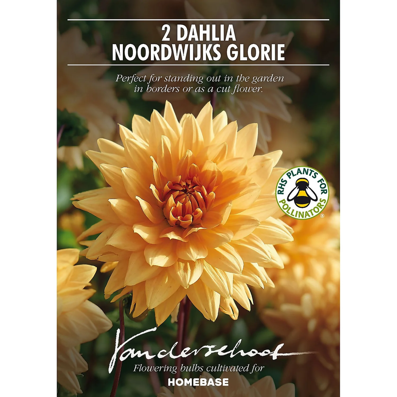 None Decorative Dahlia Noordwijks Glorie Flower Bulbs 2 None Decorative Dahlia Noordwijks Glorie Flower Bulbs - Image 2