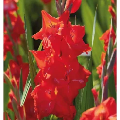 None Gladioli Kir Royal Flower Bulbs -The Green Bulbs Sales 13436278 1145022421494144