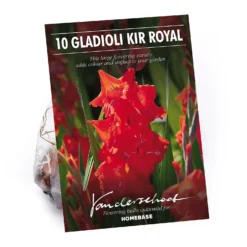 None Gladioli Kir Royal Flower Bulbs