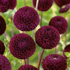 None Pompon Dahlia Rocco Flower Bulbs 5 None Pompon Dahlia Rocco Flower Bulbs -The Green Bulbs Sales 13436279 1325022421492983