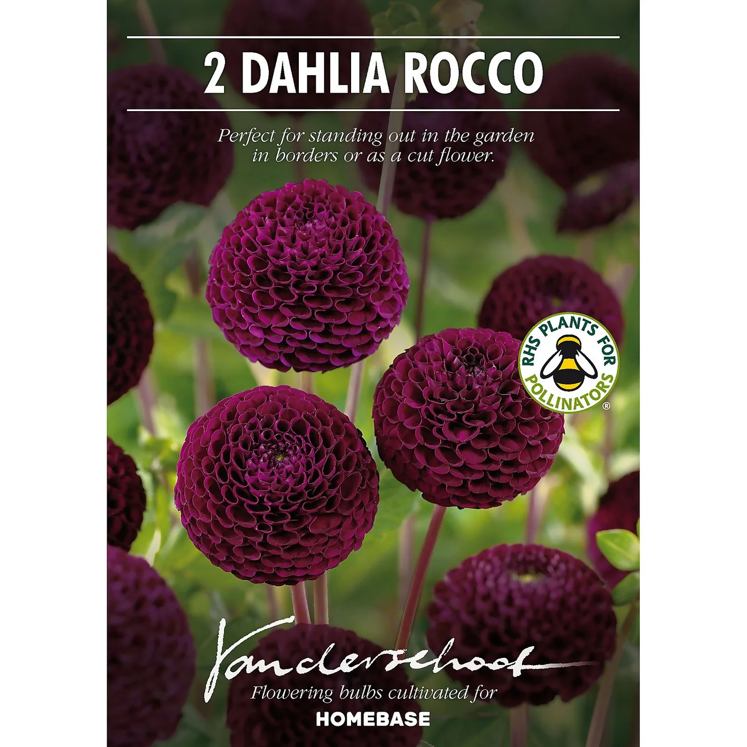 None Pompon Dahlia Rocco Flower Bulbs 2 None Pompon Dahlia Rocco Flower Bulbs - Image 2