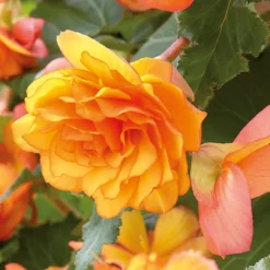 None Hanging Begonia Sunray Flower Bulbs -The Green Bulbs Sales 13436280 8945022410694306