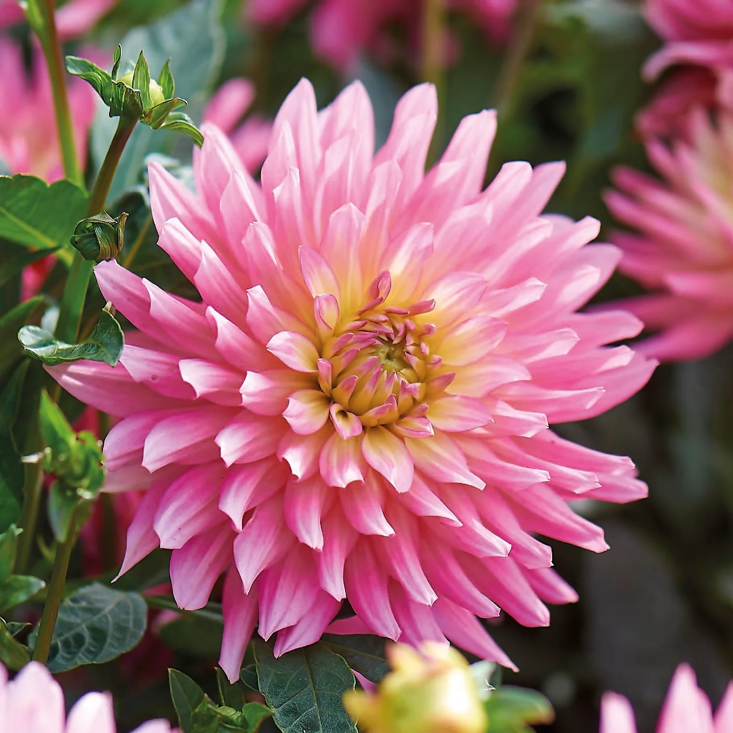 None Decorative Dahlia Extase Flower Bulbs 3 None Decorative Dahlia Extase Flower Bulbs - Image 3