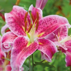 None Oriental Lily Stargazer Flower Bulbs -The Green Bulbs Sales 13436287 1705022421675944
