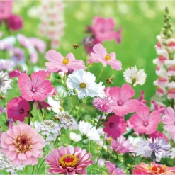 None Seed Mixture Of Pink And White Flowers -The Green Bulbs Sales 13436288 3855022448394652
