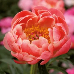 None Peony Lactiflora Coral Sunset Flower Bulb -The Green Bulbs Sales 13436289 2535022448150857