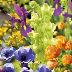 None Summer Shades Flower Bulb Collection -The Green Bulbs Sales 13436292 1925022448267278