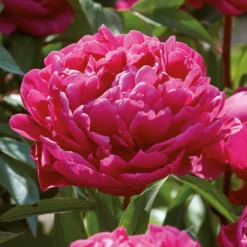 Peony Karl Rosenfield Flower Bulb -The Green Bulbs Sales 13436298 1635022448228383