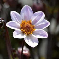 Dahlia HR Princess Flower Bulbs -The Green Bulbs Sales 13436302 1855022447978969