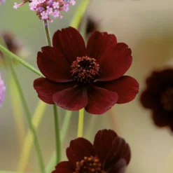 Chocolate Cosmos Flower Bulb -The Green Bulbs Sales 13436305 1615022448208601
