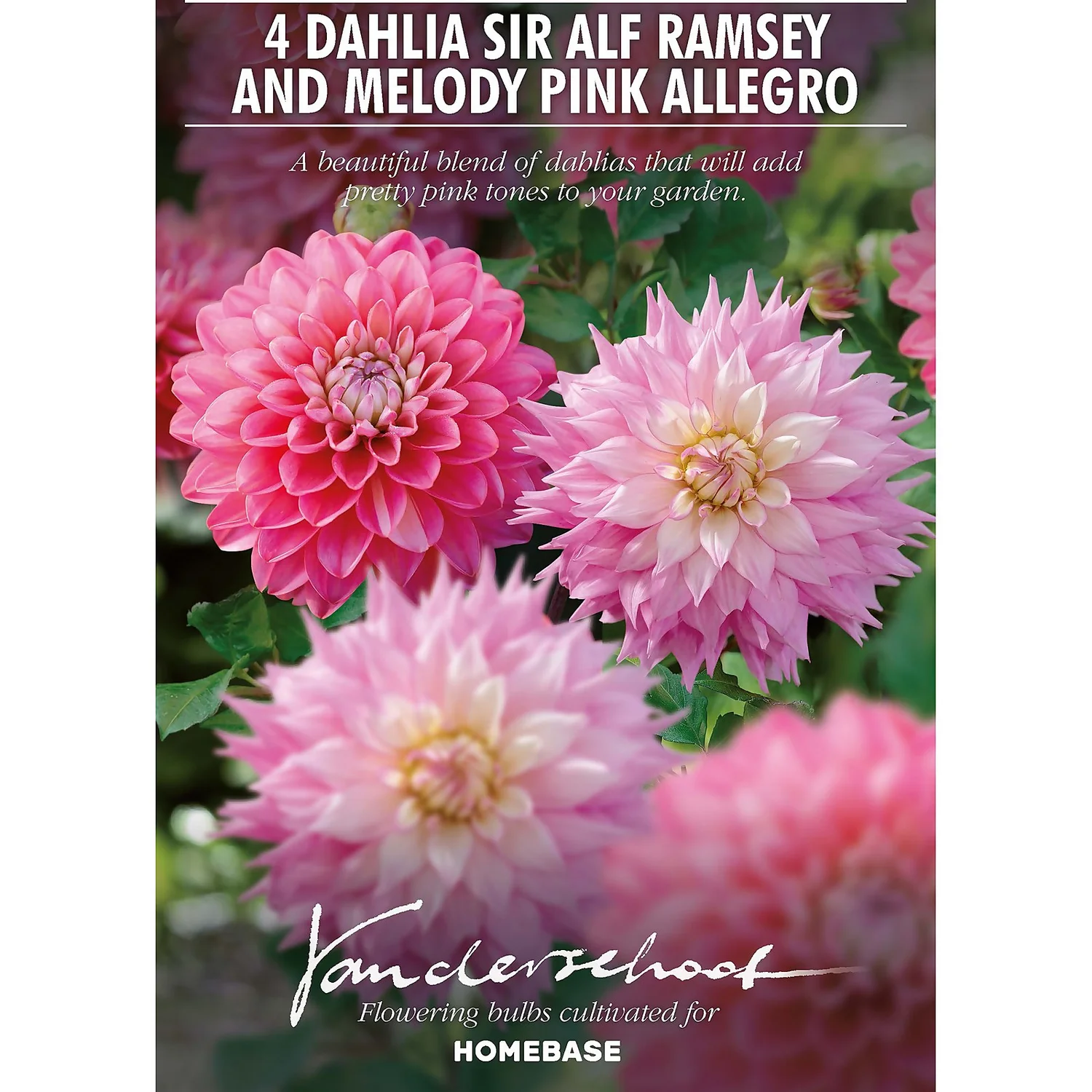 Dahlia Sir Ralph Ramsey And Melody Pink Allegro Flower Bulbs 2 Dahlia Sir Ralph Ramsey And Melody Pink Allegro Flower Bulbs - Image 2