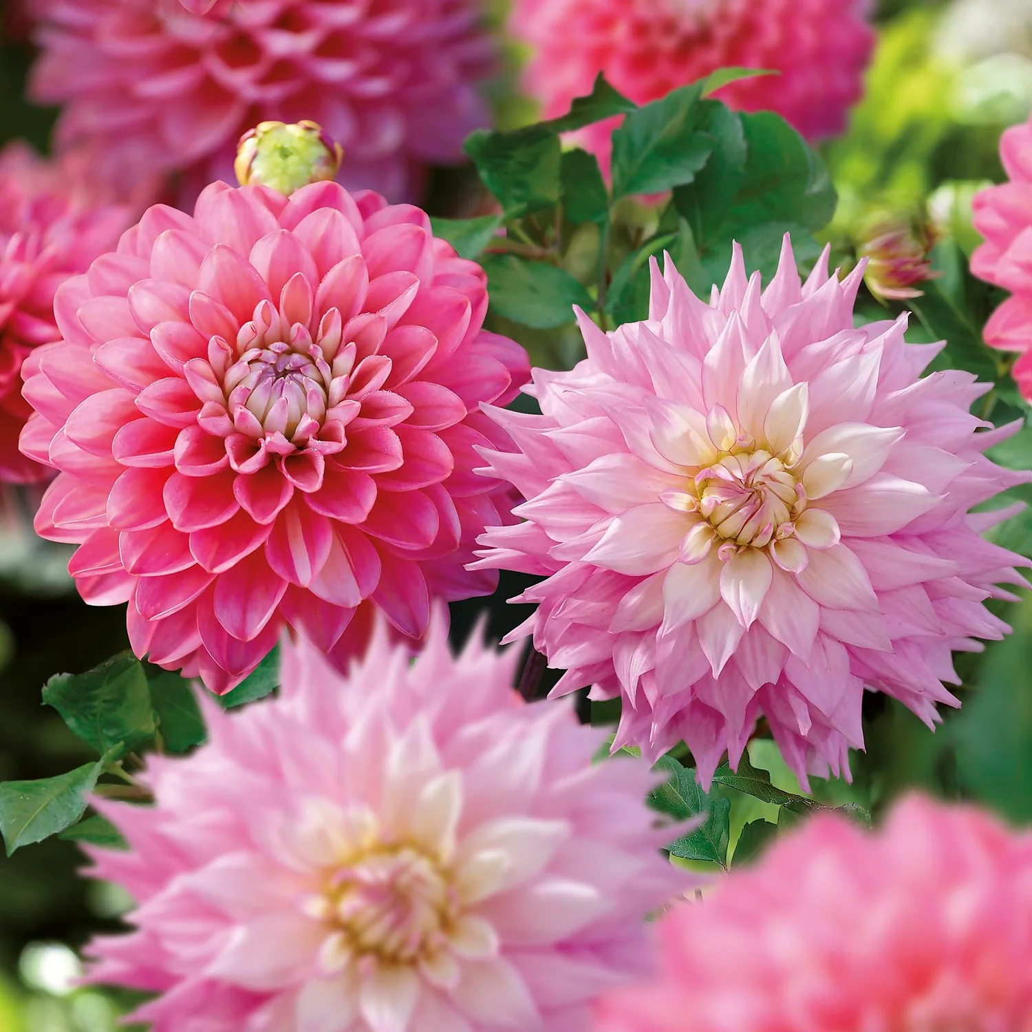 Dahlia Sir Ralph Ramsey And Melody Pink Allegro Flower Bulbs 3 Dahlia Sir Ralph Ramsey And Melody Pink Allegro Flower Bulbs - Image 3