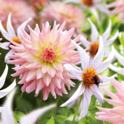 Dahlia Melody Gipsy And Honka Fragile Flower Bulbs -The Green Bulbs Sales 13436315 1535022448022070