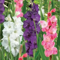 45 Large Flowering Gladioli Mixed -The Green Bulbs Sales 13436316 8465022448265568