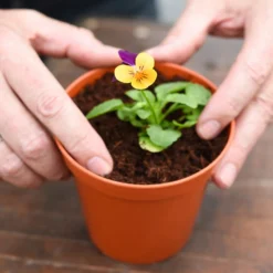 Coco & Coir Coco Grow+ Seed & Cutting Compost + 20% Perlite - 15L -The Green Bulbs Sales 13487127 4074919980845315