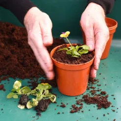 Coco & Coir Coco Boost All Purpose Compost With Added Nutrients - 15L -The Green Bulbs Sales 13487131 4394919981240271