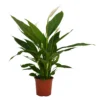 Spathiphyllum (Peace Lily) House Plant - 17cm