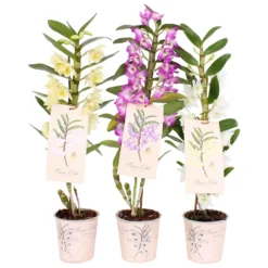 Dendrobium Nobile Mix