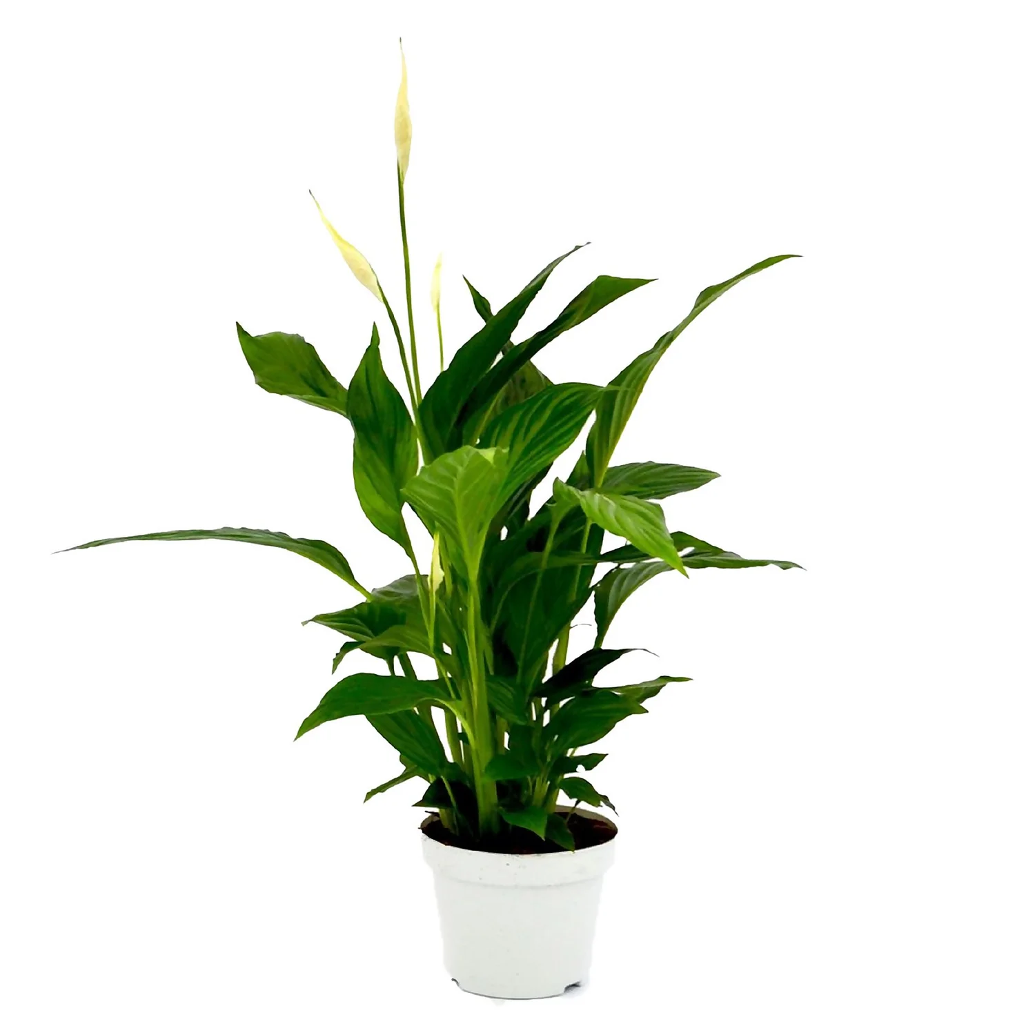 Spathiphyllum (Peace Lily) Houseplant - 13cm 1 Spathiphyllum (Peace Lily) Houseplant - 13cm