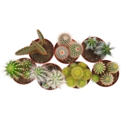 Cactus Mix In 8.5cm Pot