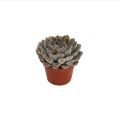 Echeveria Mix 10.5cm -The Green Bulbs Sales 13528697 1385036620887390