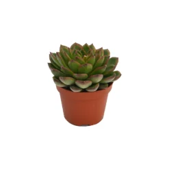 Echeveria Mix 10.5cm -The Green Bulbs Sales 13528697 6275036620959987