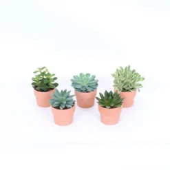 Succulents In Terracotta Pot 7 Cm