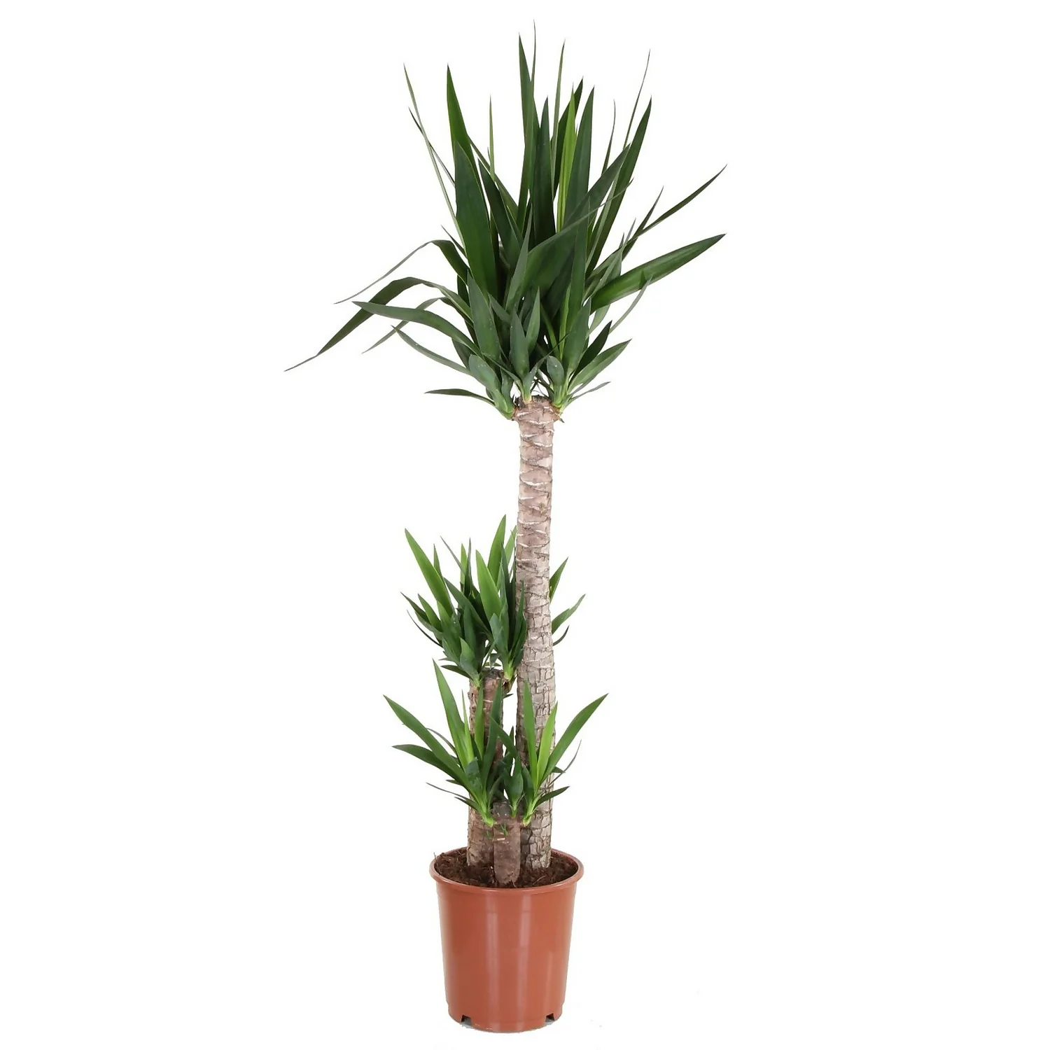 None Yucca Houseplant- 24cm 1 None Yucca Houseplant- 24cm