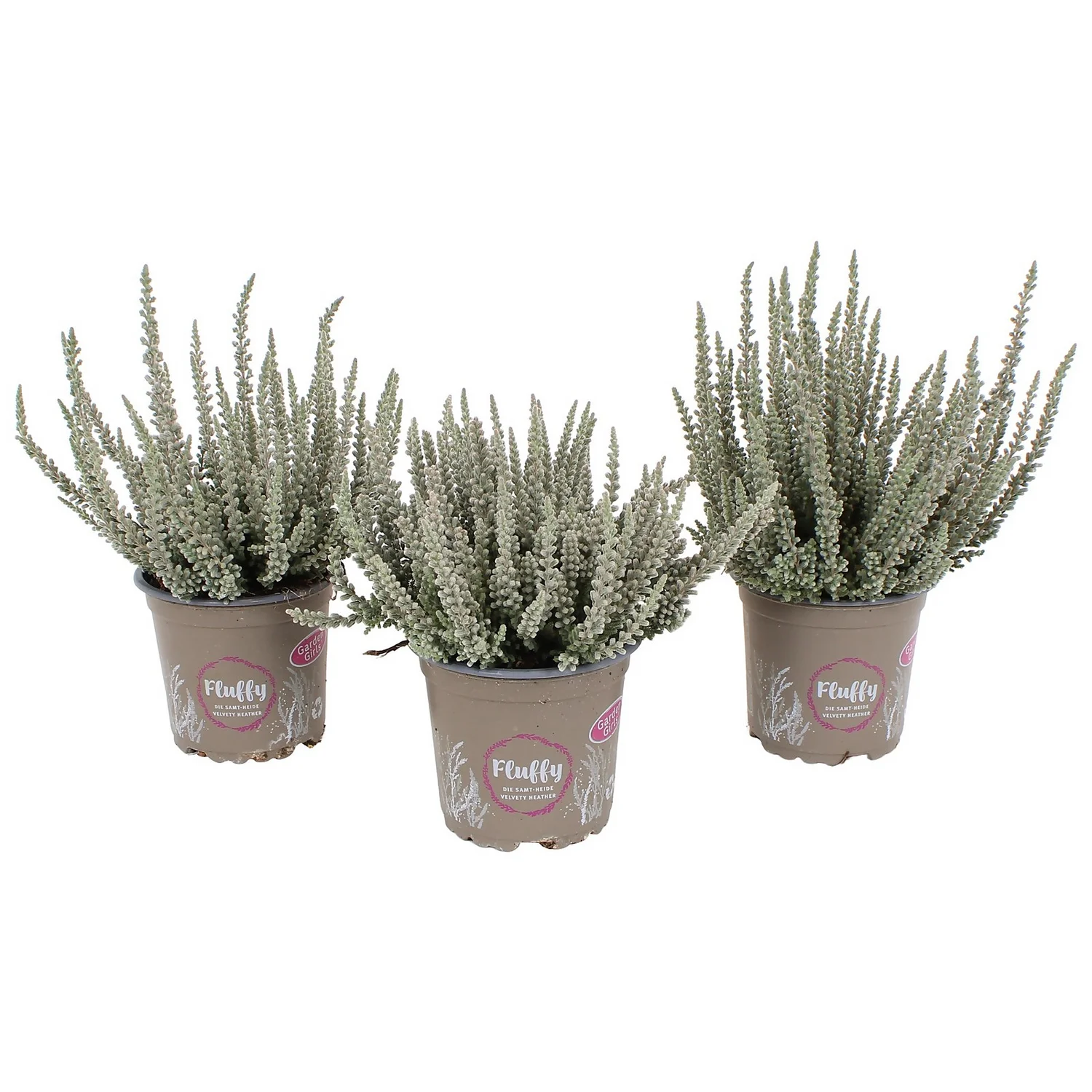 Calluna Garden Girls Fluffy House Plant - 11cm 1 Calluna Garden Girls Fluffy House Plant - 11cm