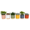 None Succulent In Eno Duo Pot - 13cm