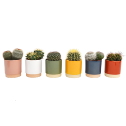 Cactus Mix In Eno Duo Pot 13cm