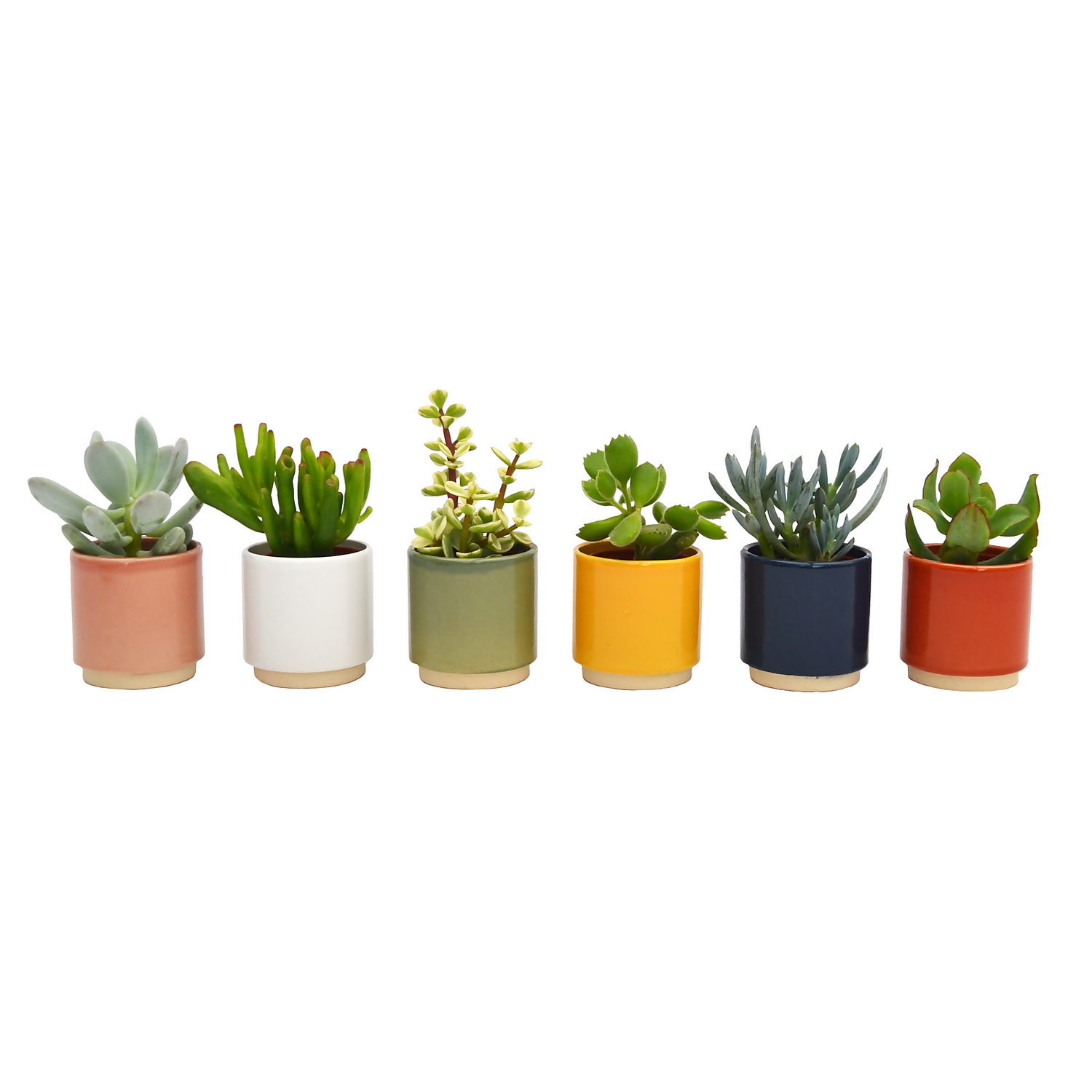 None Mini Succulent In Eno Duo Ceramics - 7cm 1 None Mini Succulent In Eno Duo Ceramics - 7cm