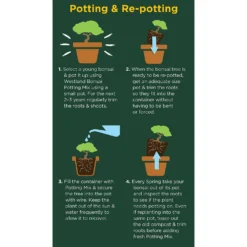 Westland Bonsai Potting Mix Peat Free 4L 5 Westland Bonsai Potting Mix Peat Free 4L -The Green Bulbs Sales 14013787 2185003754340767