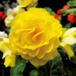 Begonia Double Yellow 5 Begonia Double Yellow -The Green Bulbs Sales 14194645 2575015428935441