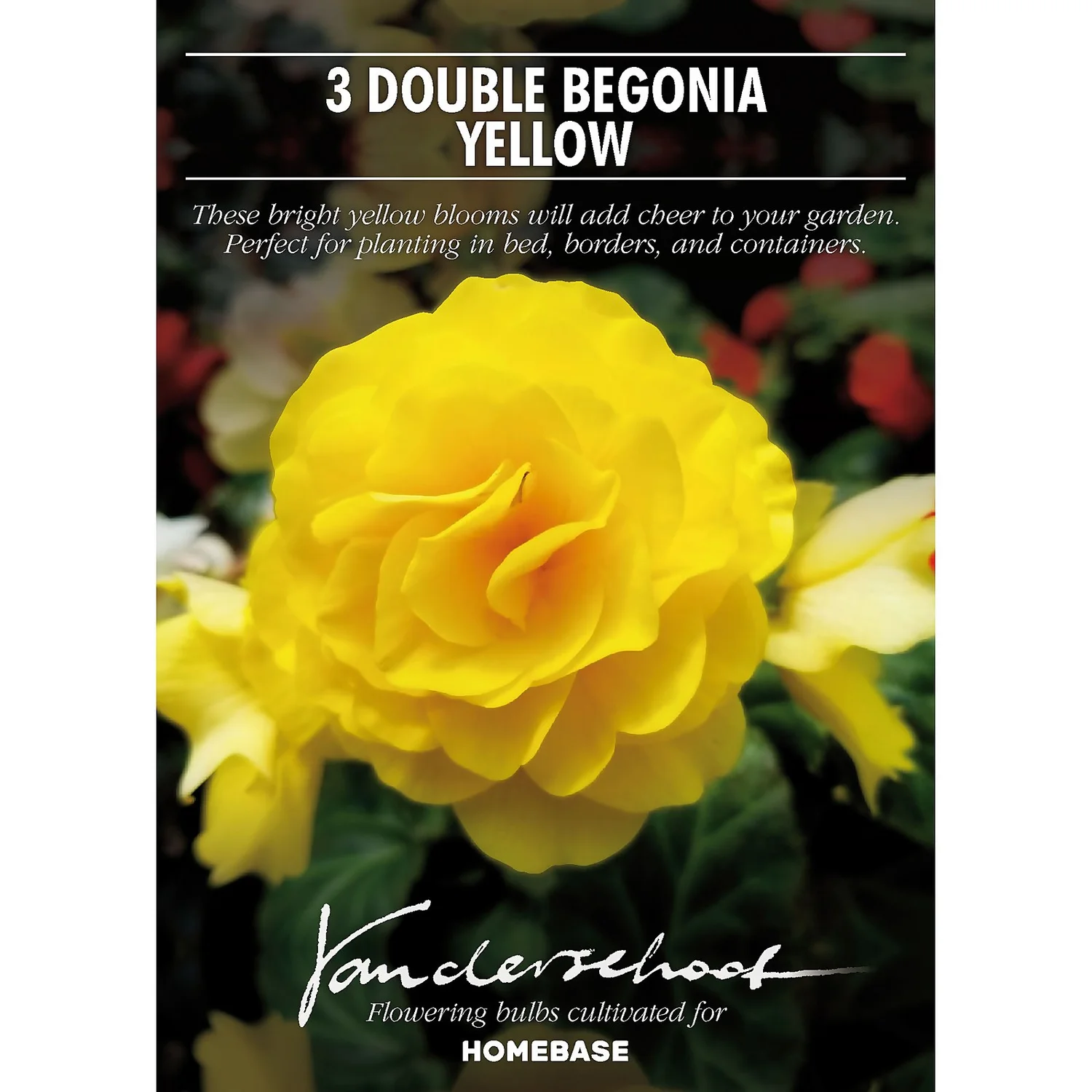 Begonia Double Yellow 2 Begonia Double Yellow - Image 2