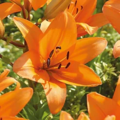 Lilium Orange Summer -The Green Bulbs Sales 14194647 1715015428974612