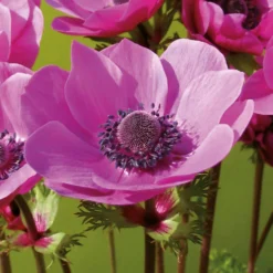 Anemone Coronaria Sylphide -The Green Bulbs Sales 14194649 8875015428776405