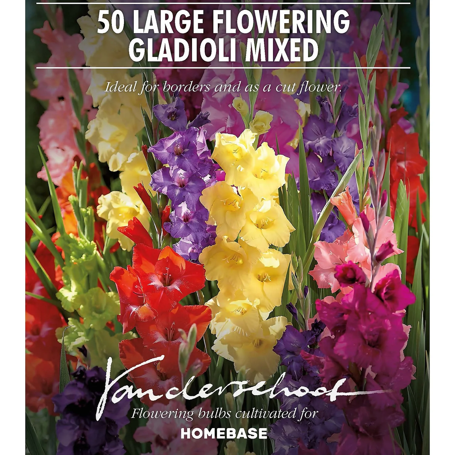 Gladiolus Bright Mixed 2 Gladiolus Bright Mixed - Image 2