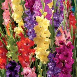 Gladiolus Bright Mixed 5 Gladiolus Bright Mixed -The Green Bulbs Sales 14194651 6275015428969989