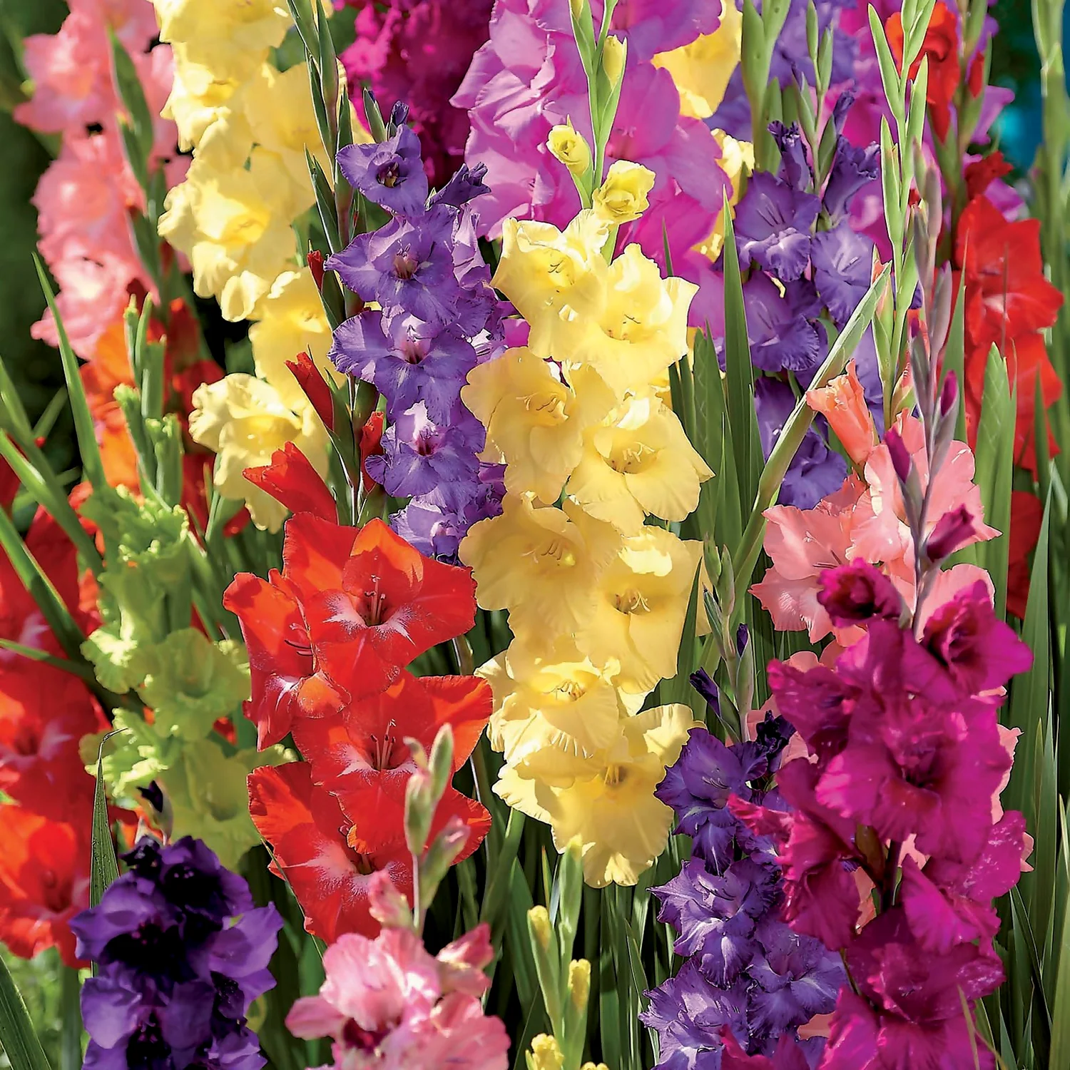 Gladiolus Bright Mixed 3 Gladiolus Bright Mixed - Image 3