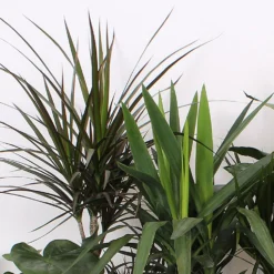 Foliage Mix 21cm -The Green Bulbs Sales 14195502 2105014369835115